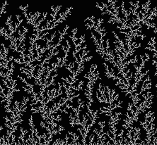 Ferns